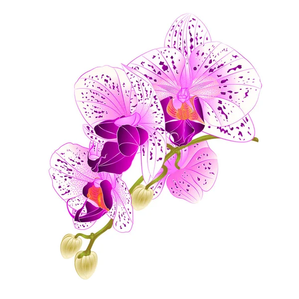 Haste Com Flores Botões Bela Orquídea Phalaenopsis Roxo Branco Closeup — Vetor de Stock