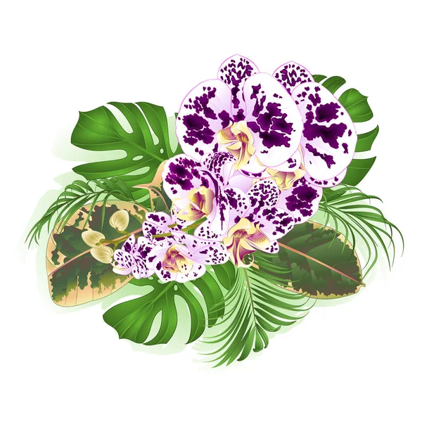 Buquê Com Flores Tropicais Orquídea Manchado Phalenopsis Arranjo Floral Com — Vetor de Stock