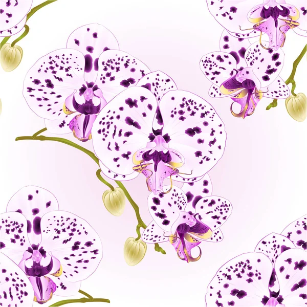 Textura Sem Emenda Bela Orquídea Com Pontos Púrpura Branca Phalaenopsis — Vetor de Stock