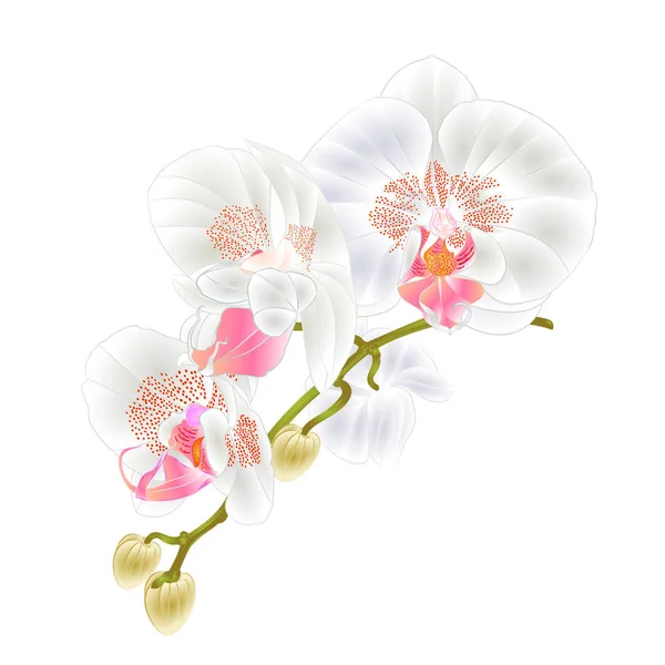 花と蕾と茎美しいオーキッド ホワイト バック グラウンド クローズ アップ ビンテージ ベクトル ベクトル図編集可能な手に白い胡蝶蘭を描画 — ストックベクタ
