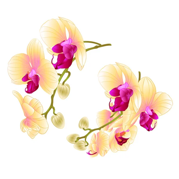 枝兰花黄色花热带植物蝴蝶兰在白色背景设置第一复古矢量植物插画设计手绘 — 图库矢量图片