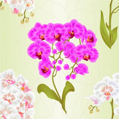Sorunsuz doku dal orkide Phalaenopsis mor ve beyaz tropikal bitki kök ve tomurcukları çiçekler ve Botanik vintage vektör çizim düzenlenebilir el çekmek için yaprakları 