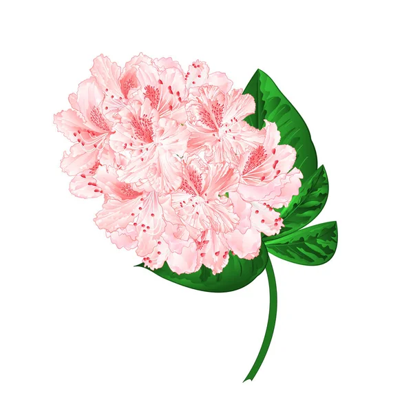 Luz Flores Rosa Rododendro Ramo Arbusto Montanha Fundo Branco Vetor — Vetor de Stock