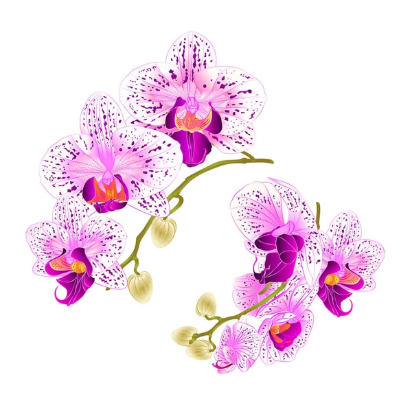 枝兰紫色和白色花卉热带植物蝴蝶兰在白色背景设置第一个老式矢量植物学插画设计手画 — 图库矢量图片