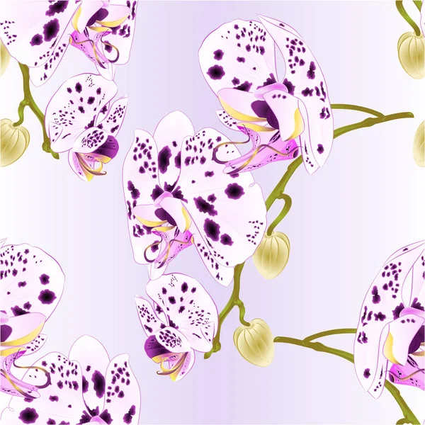 Textura Sin Costura Hermosos Puntos Orquídeas Tallo Blanco Púrpura Con — Vector de stock