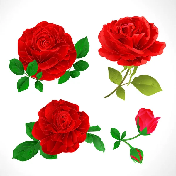Красные Розы Бутонами Листья Винтажа Белом Фоне Набор Двух Векторных — стоковый вектор