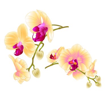 Dal orkide sarı çiçekler tropikal bitki Phalaenopsis beyaz bir arka plan üzerinde iki vintage vektör botanik çizim tasarım el çizmek için ayarla 