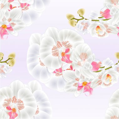 Sorunsuz doku kök orkide beyaz çiçekler Phalaenopsis tropikal bitki vintage vektör botanik çizim tasarım el çizmek için 