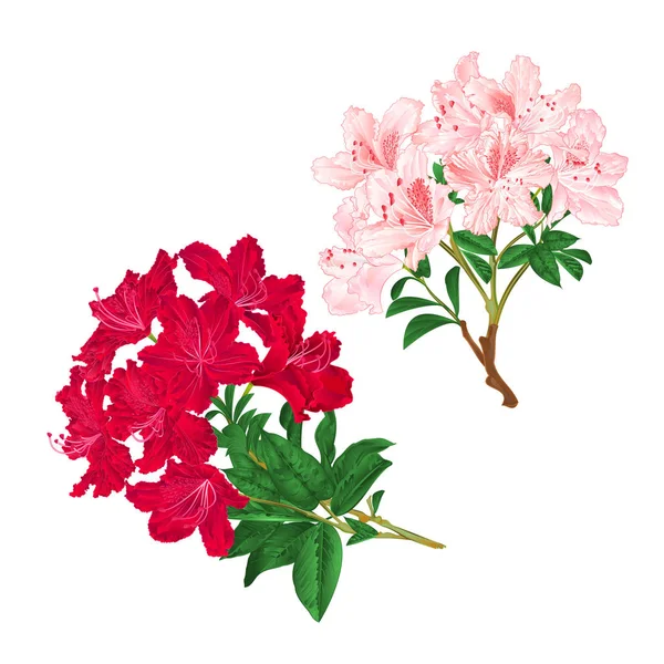 Ramos Luz Rosa Vermelho Flores Rododendros Arbusto Montanha Fundo Branco — Vetor de Stock