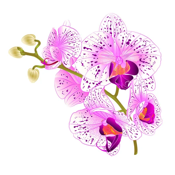 Dal orkide mor ve beyaz çiçekler Phalaenopsis tropikal bitki üzerinde beyaz arka plan vintage vektör botanik çizim tasarım el çizmek için 