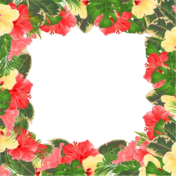 Moldura Floral Borda Fundo Festivo Com Florescendo Vários Hibiscos Botões — Vetor de Stock