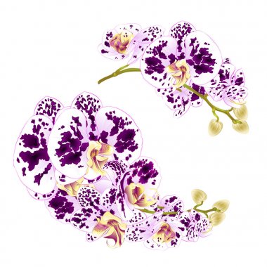 Dal orkide çiçek tropikal bitki Phalaenopsis beyaz bir arka plan üzerinde dört vintage vektör botanik çizim tasarım el çizmek için ayarla benekli. 