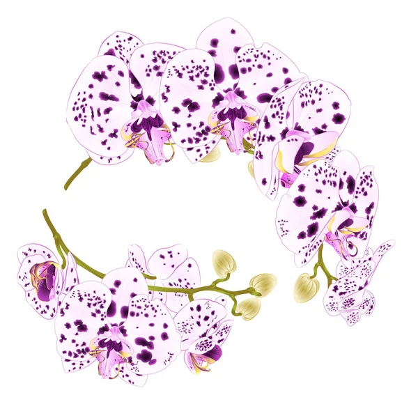 蘭ドット紫の枝し 白い花熱帯植物コチョウラン ホワイト バック グラウンドの設定デザイン手描画の最初のビンテージ ベクトル植物図 — ストックベクタ