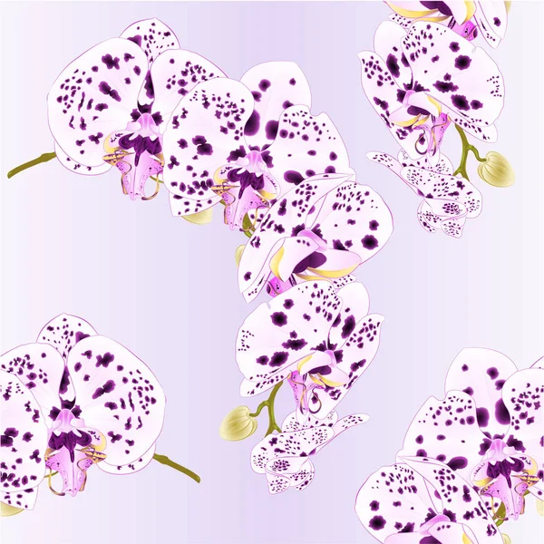 Textura Sem Emenda Bonito Isolado Phalaenopsis Orquídea Pontos Roxo Branco —  Vetores de Stock