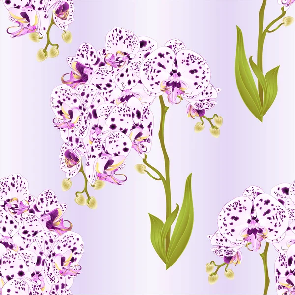 Seamless Textura Ramos Orquídea Phalaenopsis Com Pontos Roxo Branco Flores — Vetor de Stock