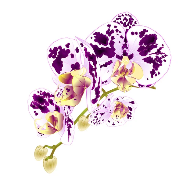 茎花和芽美丽的兰花斑点紫色和白色的蝴蝶兰特写在白色背景复古矢量插图可编辑手绘手画 — 图库矢量图片