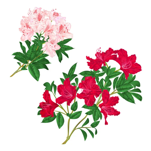 Ramos Luz Rosa Vermelho Flores Rododendros Arbusto Montanha Fundo Branco — Vetor de Stock