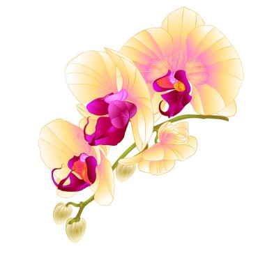 Çiçek sapı ve güzel orkide sarı Phalaenopsis closeup düzenlenebilir el çizmek bir beyaz arka plan vintage vektör vektör çizim üzerinde tomurcukları