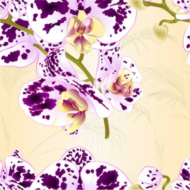 Bir doğa arka plan vintage vektör botanik çizim tasarım el çizmek için sorunsuz doku dal orkide mor ve beyaz çiçekler Phalaenopsis tropikal bitki tespit 