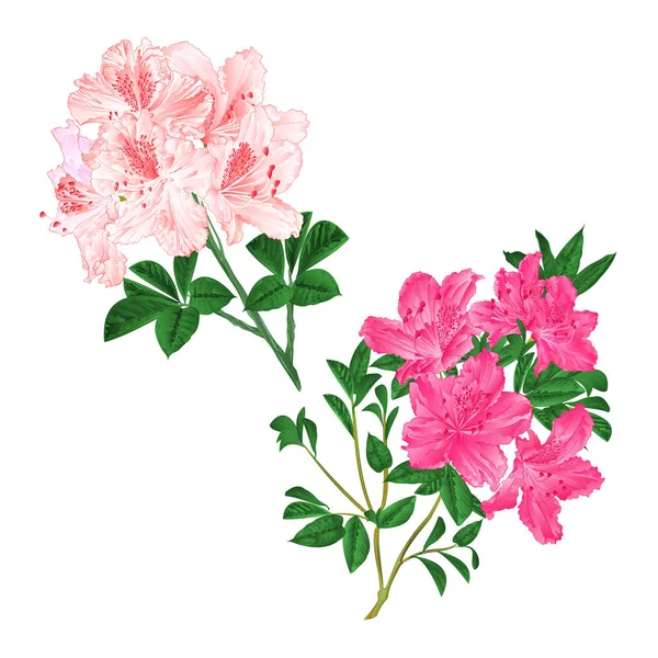 Zweige Hellrosa Und Rosa Blüten Rhododendrons Bergstrauch Auf Weißem Hintergrund — Stockvektor