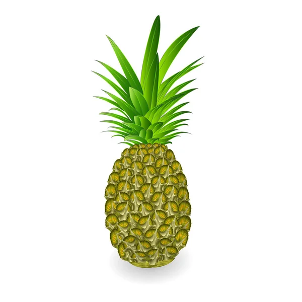 Zielony Ananas Owoce Tropikalne Białym Tle Białe Tło Vintage Wektor — Wektor stockowy