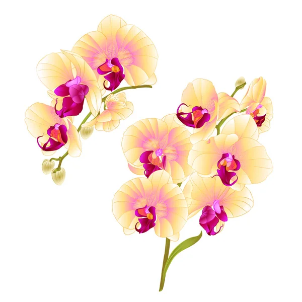 Grenar Orkidéer Gula Blommor Tropisk Växt Phalaenopsis Vit Bakgrund Anger — Stock vektor