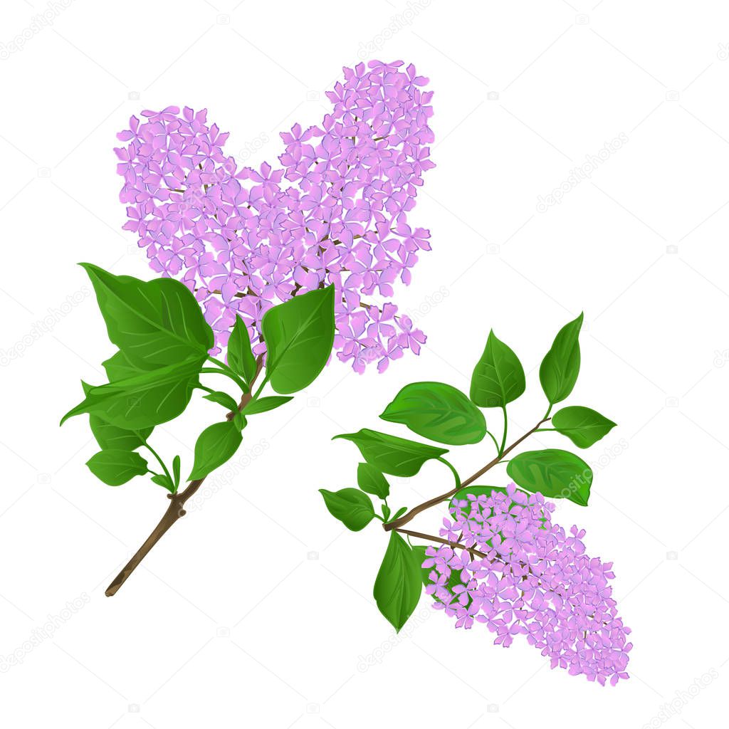 Lilac twigs with flowers and leaves vintage set first vector illustration hand draw  editable 