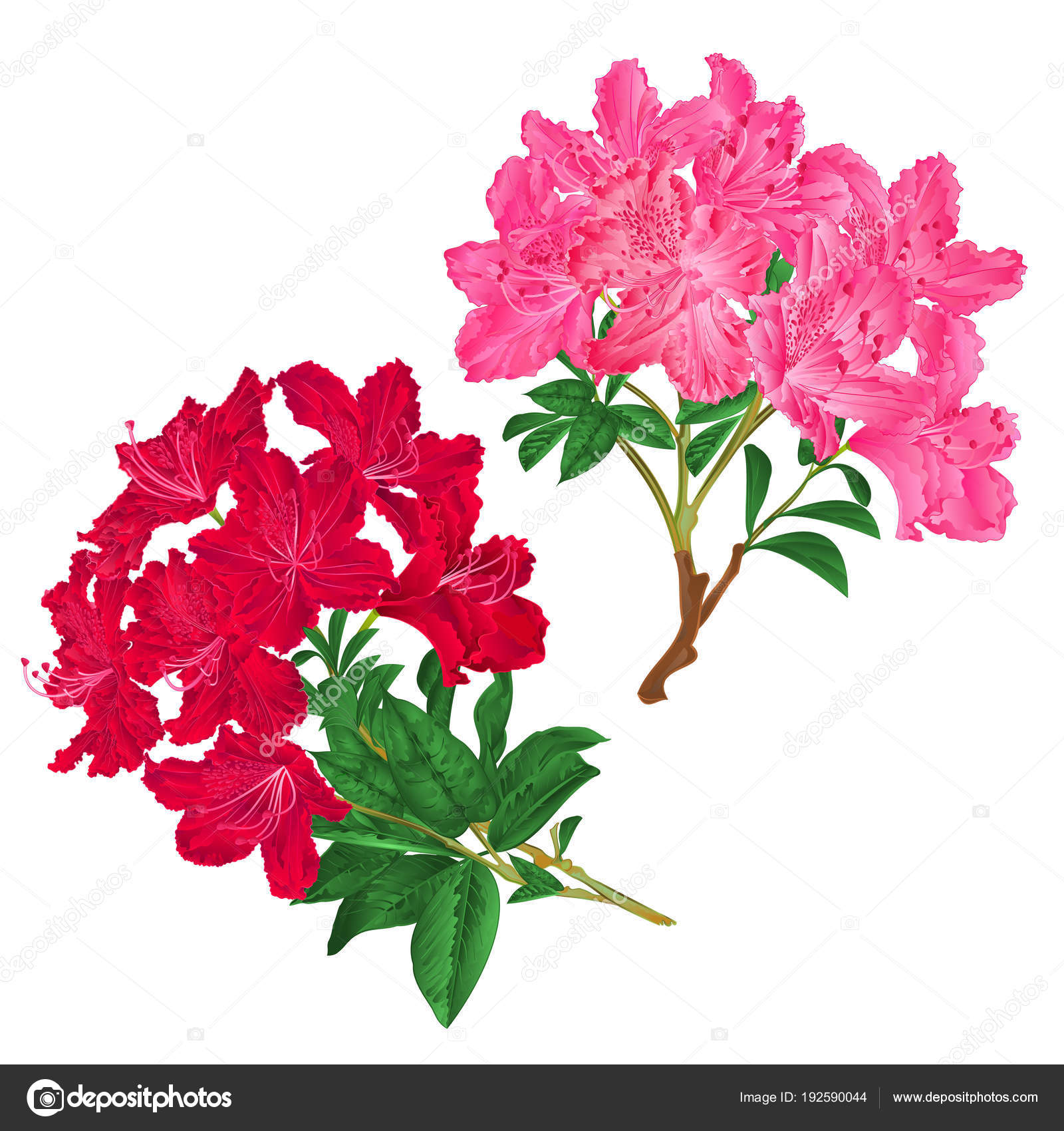 Branches Rose Rouge Fleurs Rhododendrons Arbuste Montagne