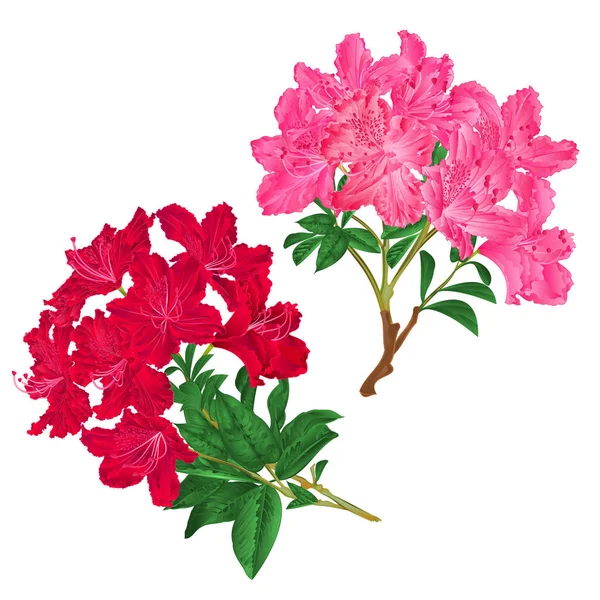 Oddziały Różowe Czerwone Kwiaty Rododendronów Górski Krzew Białym Tle Zestaw — Wektor stockowy
