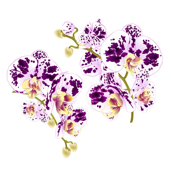 Λουλούδια Κλαδιά Ορχιδέας Στίγματα Στα Τροπικό Φυτό Phalaenopsis Λευκό Φόντο — Διανυσματικό Αρχείο