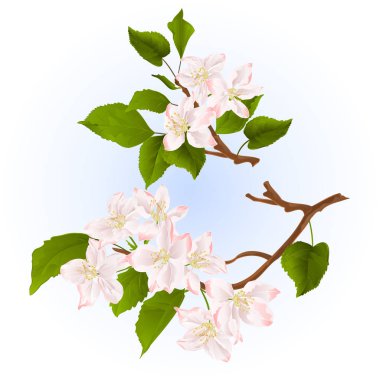 Çiçekli elma ağacının dalları üç vintage illüstrasyon düzenlenebilir el çizmek ayarla 