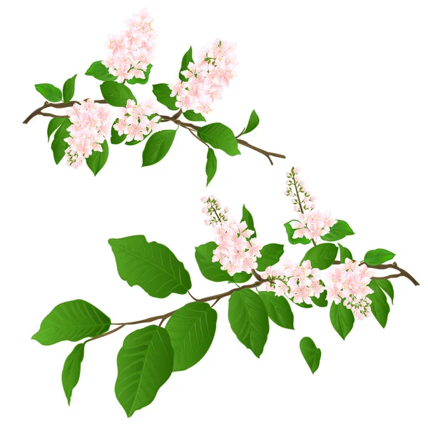 Pink Lilac Branches Set Natural Background Vintage Vector Illustration Editable — Stock Vector