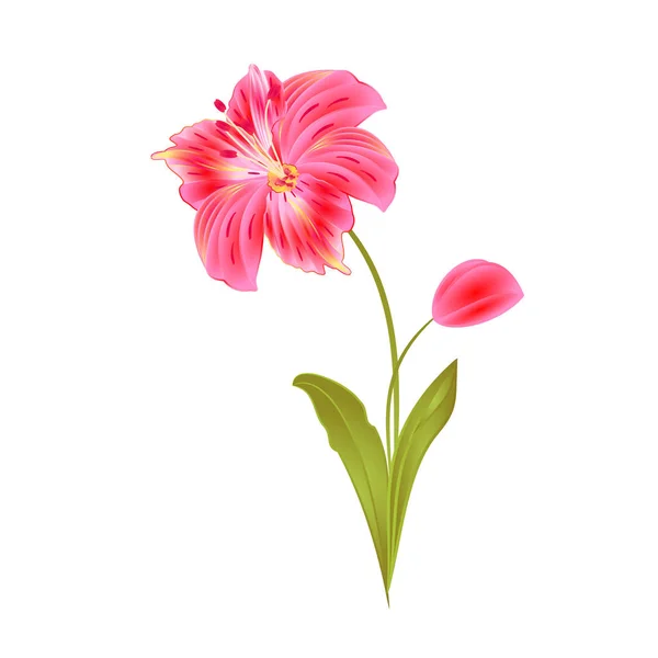 Bunch Laranja Lily Alstroemeria Haste Flor Folhas Closeup Isolado Vintage — Vetor de Stock