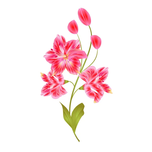 束粉红色百合 Alstroemeria 茎花与芽和叶特写分离的老式矢量图设计可编辑的手画 — 图库矢量图片