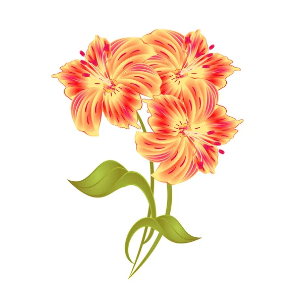 Bunch Laranja Lily Alstroemeria Haste Flor Folhas Closeup Isolado Vintage —  Vetores de Stock