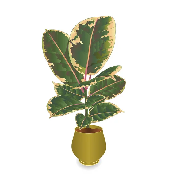 Ficus Elastica Rubinroten Zweig Und Bunte Blätter Mit Topf Isoliert — Stockvektor