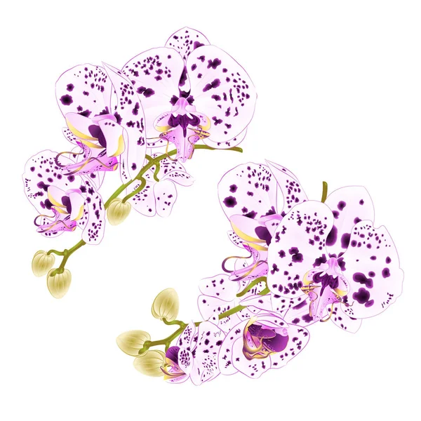 Grenarna Orkidéer Prickar Lila Och Vita Blommor Tropisk Växt Phalaenopsis — Stock vektor