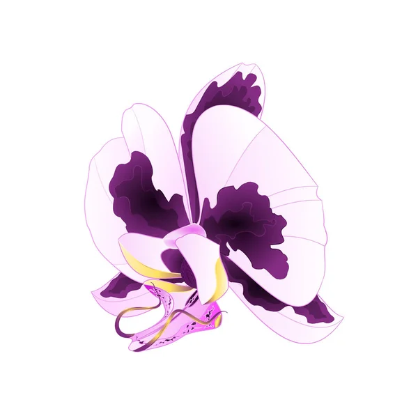 Orquídea Con Manchas Púrpura Flor Blanca Phalaenopsis Planta Tropical Sobre — Vector de stock