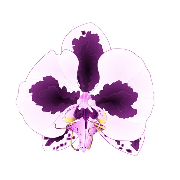 Phalaenopsis Orquídea Con Manchas Púrpura Flor Blanca Planta Tropical Sobre — Archivo Imágenes Vectoriales