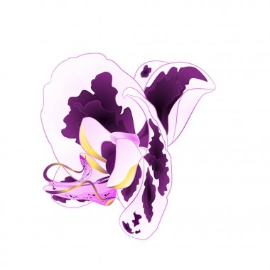 Noktalar çiçek orkide Phalaenopsis tropikal bitki üzerinde beyaz arka plan vintage vektör botanik gösterim amacıyla tasarım düzenlenebilir el çizmek 