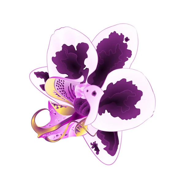 Phalaenopsis Orchid Com Pontos Planta Tropical Flor Roxa Branca Fundo — Vetor de Stock