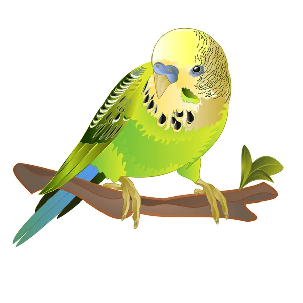 Papağan Yeşil Budgerigar Hayvanı Muhabbet Kuşu Beyaz Arkaplan Suluboya Vintage — Stok Vektör