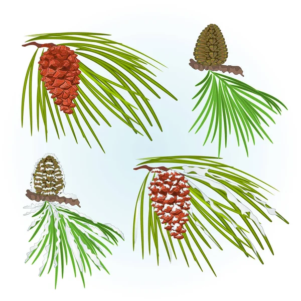 分枝松树 锥果和雪圣诞树的年份矢量可编辑手绘图 — 图库矢量图片