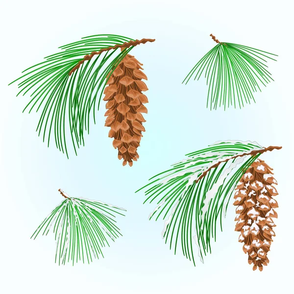 Branches Eastern White Pine Various Cones Snow Christmas Tree Vintage — Stock Vector