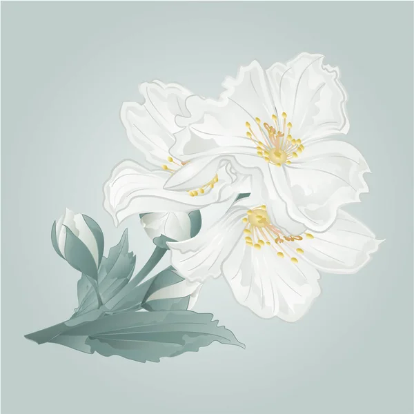 Zweig Jasminblüten Und Knospen Auf Blauem Hintergrund Aquarell Vektor Illustration — Stockvektor