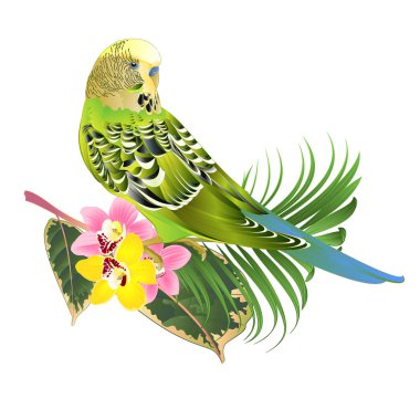 Yeşil muhabbet kuşu, evcil hayvan, muhabbet kuşu ya da orkide cymbidium pembe ve sarı palmiye filetosu ile kabuklu muhabbet kuşu beyaz arkaplan suluboya vektör ilüstrasyonu düzenlenebilir el çizimi