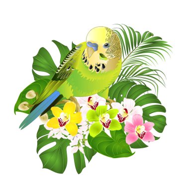 Papağan yeşil Budgerigar ev hayvanı, ya da muhabbet kuşu ya da kabuklu papağan ve orkide sikbidyumu tropikal palmiye ve filodendron suluboya vintage vektör çizimi düzenlenebilir el çizimi