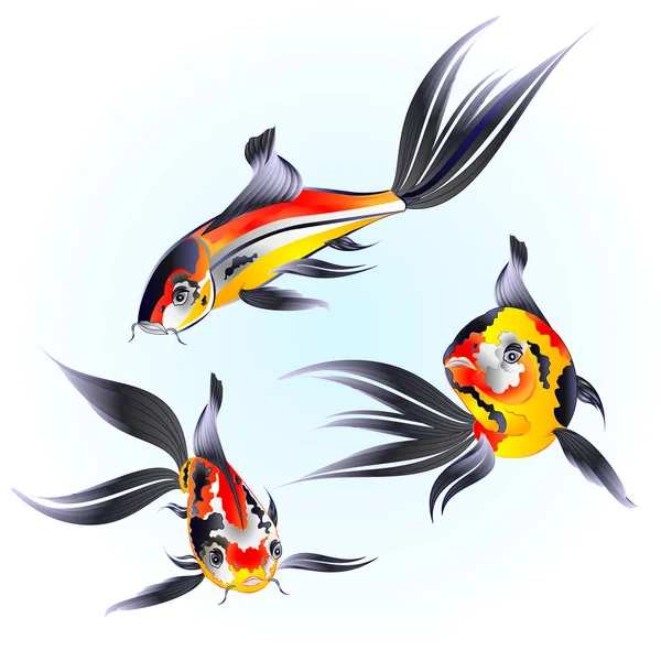 日本三只鲤鱼科伊美丽的鱼传统上的水蓝色背景水彩画矢量可编辑手绘 — 图库矢量图片