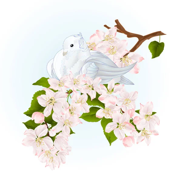 Ptak Biały Mały Gołąb Gołąb Gałęzi Jabłoni Kwiatami Wiosna Tło — Wektor stockowy