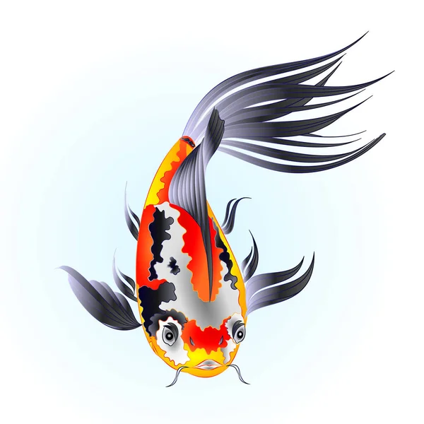 Fish Beautiful Japanese Carp Koi Traditional Water Blue Background Watercolor — Stock Vector